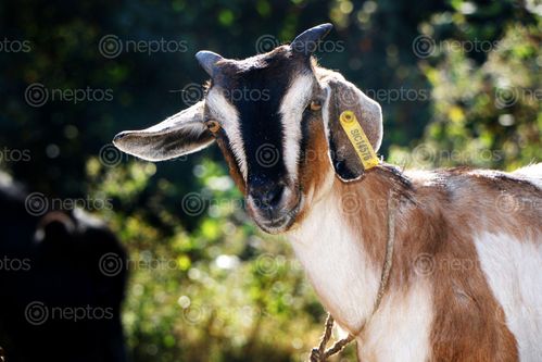 Find  the Image goat#stock,image,#nepalphotographybysitamayashrestha  and other Royalty Free Stock Images of Nepal in the Neptos collection.