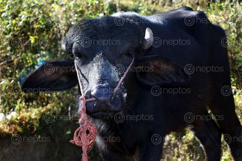 Find  the Image buffalo#stock,image,#nepalphotographybysitamayashrestha  and other Royalty Free Stock Images of Nepal in the Neptos collection.