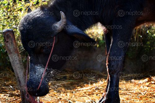 Find  the Image buffalo#stock,image,#nepalphotographybysitamayashrestha  and other Royalty Free Stock Images of Nepal in the Neptos collection.