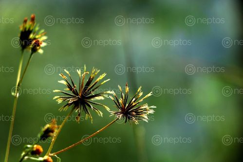 Find  the Image forest,flower#stock,image,#nepalphotographybysitamayashrestha  and other Royalty Free Stock Images of Nepal in the Neptos collection.