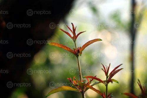 Find  the Image green,leaves,#stock,image,#nepalphotographybysitamayashrestha  and other Royalty Free Stock Images of Nepal in the Neptos collection.