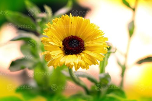 Find  the Image yellow,flower#stock,image,nepalphotography,sita,maya,shrestha  and other Royalty Free Stock Images of Nepal in the Neptos collection.