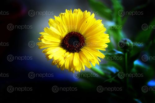 Find  the Image yellow,flower#stock,image,nepalphotography,sita,maya,shrestha  and other Royalty Free Stock Images of Nepal in the Neptos collection.