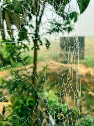 Find  the Image guess,spider,loves,waterfallsisnt,piece,art,🕸💦  and other Royalty Free Stock Images of Nepal in the Neptos collection.