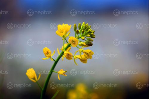 Find  the Image mustard,flower#stock,image,nepalphotography,sita,maya,shrestha  and other Royalty Free Stock Images of Nepal in the Neptos collection.