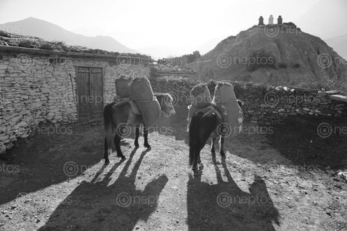 Find  the Image horses,mustang,nepal  and other Royalty Free Stock Images of Nepal in the Neptos collection.