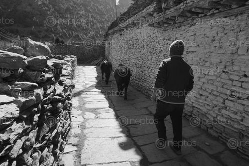 Find  the Image street,mustang,nepal  and other Royalty Free Stock Images of Nepal in the Neptos collection.