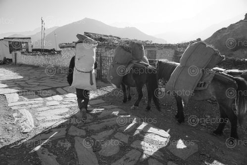 Find  the Image daily,life,syang,village,mustang,nepal  and other Royalty Free Stock Images of Nepal in the Neptos collection.
