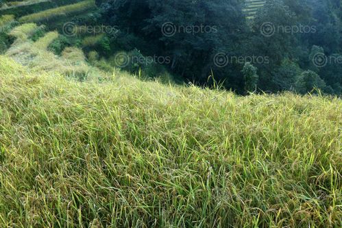Find  the Image rice,plant,field,#sindhupalchok,bigall#stockimage#nepalphotography,sita,mayashrestha  and other Royalty Free Stock Images of Nepal in the Neptos collection.