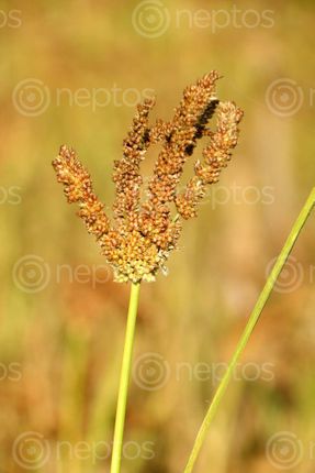 Find  the Image kodo-millet-plant-field,sindhupalchokbigal,/nepal#stockimage#nepalphotography,sita,mayashrestha  and other Royalty Free Stock Images of Nepal in the Neptos collection.