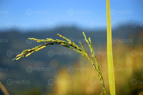 Find  the Image rice,plant,field,sindhupalchok,bigal#stockimage,#nepalphotographybysitamayashrestha  and other Royalty Free Stock Images of Nepal in the Neptos collection.