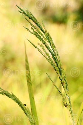 Find  the Image rice,plant,field,sindhupalchok,bigal#stockimage,#nepalphotographybysitamayashrestha  and other Royalty Free Stock Images of Nepal in the Neptos collection.