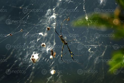 Find  the Image spider,web,#stockimage#nepalphotographybysitamayashrestha  and other Royalty Free Stock Images of Nepal in the Neptos collection.
