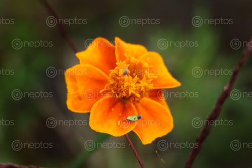 Find  the Image marigold,#stockimage,nepalphotographyby,sita,maya,shrestha  and other Royalty Free Stock Images of Nepal in the Neptos collection.
