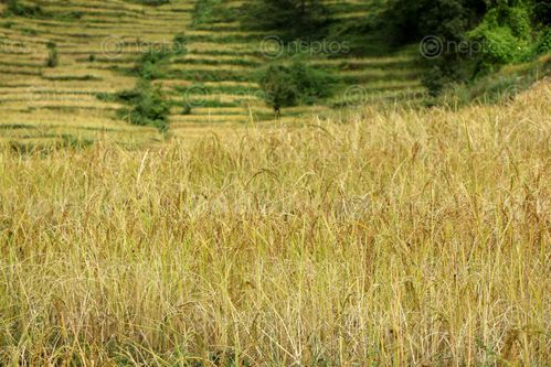 Find  the Image rice,field,#sindhupalchok,bigal,#stockimage,#nepalphotographybysitamayashrestha  and other Royalty Free Stock Images of Nepal in the Neptos collection.