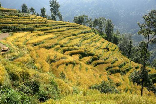 Find  the Image rice,field,sindhupalchokbigal,/nepal,#stockimage,#nepalphotographybysitamayashrestha  and other Royalty Free Stock Images of Nepal in the Neptos collection.