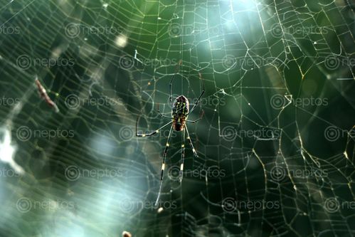 Find  the Image spider,web,#stockimage#nepalphotographybysitamayashrestha  and other Royalty Free Stock Images of Nepal in the Neptos collection.