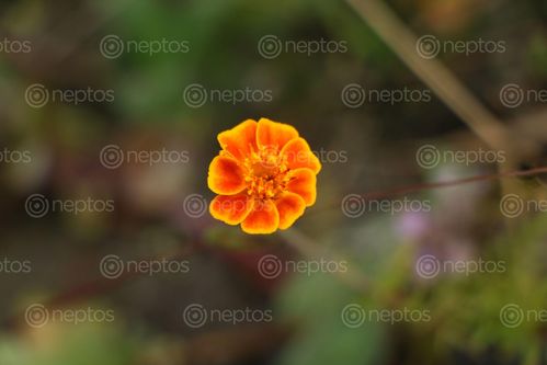 Find  the Image marigold,#stockimage,nepalphotographyby,sita,maya,shrestha  and other Royalty Free Stock Images of Nepal in the Neptos collection.