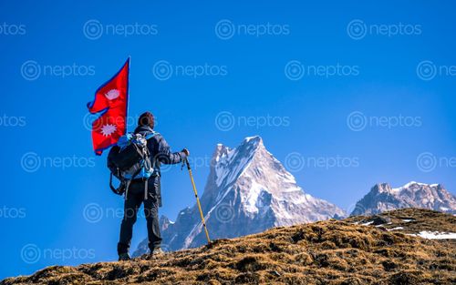 Find  the Image adventure,trekking,mount,fistail,nepal  and other Royalty Free Stock Images of Nepal in the Neptos collection.