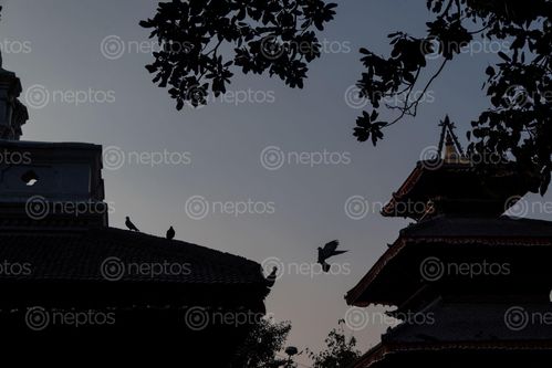 Find  the Image evening,silhouette,view,temples,kathmandu,durbar,square,nepal  and other Royalty Free Stock Images of Nepal in the Neptos collection.