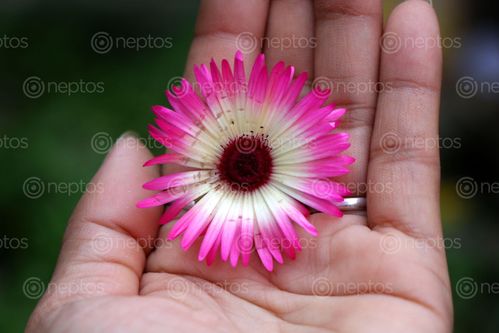 Find  the Image flower#stock,image,#nepalphotography,sitamaya,shrestha  and other Royalty Free Stock Images of Nepal in the Neptos collection.