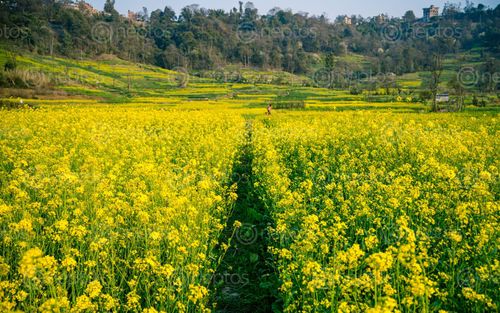 Find  the Image beautiful,landscape,view,mustard,farmland,lalitpur,nepal  and other Royalty Free Stock Images of Nepal in the Neptos collection.