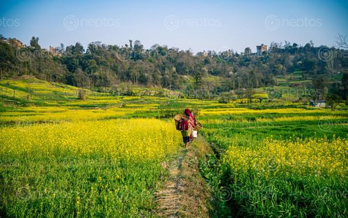Find  the Image blossom,mustard,farmland,lalitpur,nepal  and other Royalty Free Stock Images of Nepal in the Neptos collection.