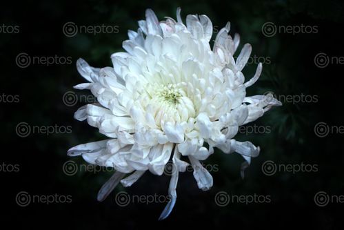 Find  the Image white,flower#,stock,image,#nepal,photographyby,sita,maya,shrestha  and other Royalty Free Stock Images of Nepal in the Neptos collection.