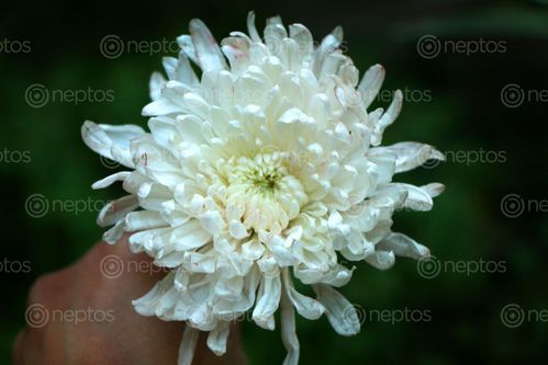 Find  the Image white,flower#,stock,image,#nepal,photographyby,sita,maya,shrestha  and other Royalty Free Stock Images of Nepal in the Neptos collection.