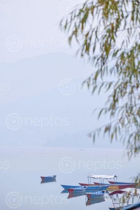 Find  the Image beautiful,boats,fewa,lake,gloomy,winter,day  and other Royalty Free Stock Images of Nepal in the Neptos collection.