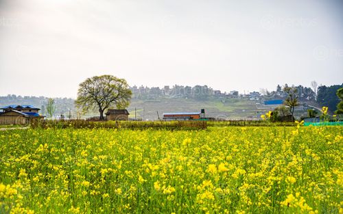 Find  the Image beautiful,landscape,view,spring,season,mustard,farm,lalitpur,nepal  and other Royalty Free Stock Images of Nepal in the Neptos collection.