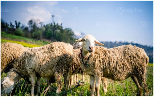 Find  the Image flock,sheep,beautiful,mountain,meadow  and other Royalty Free Stock Images of Nepal in the Neptos collection.