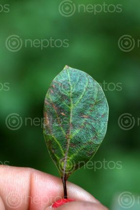 Find  the Image small,leaf,stock,image,#nepal,photographyby,sita,maya,shrestha  and other Royalty Free Stock Images of Nepal in the Neptos collection.