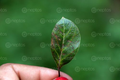 Find  the Image small,leaf,stock,image,#nepal,photographyby,sita,maya,shrestha  and other Royalty Free Stock Images of Nepal in the Neptos collection.