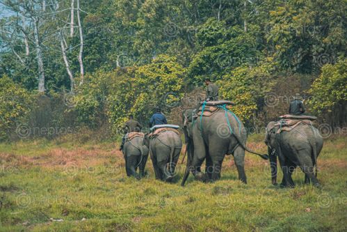 Find  the Image elephants,chitwan,national,park  and other Royalty Free Stock Images of Nepal in the Neptos collection.