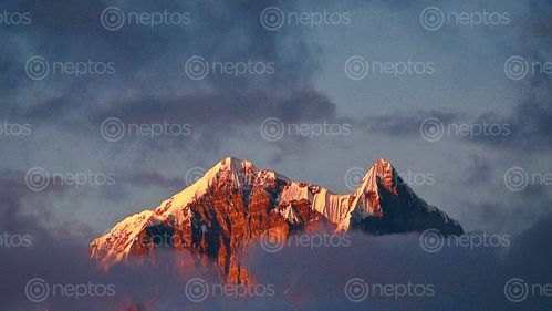 Find  the Image nilgiri,himal,nepal  and other Royalty Free Stock Images of Nepal in the Neptos collection.