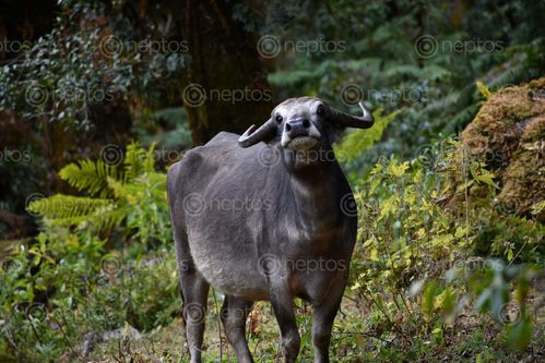 Find  the Image image,buffalo  and other Royalty Free Stock Images of Nepal in the Neptos collection.