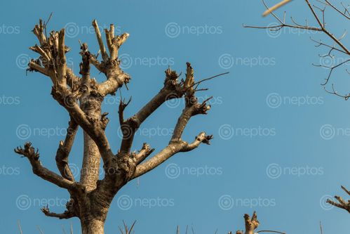 Find  the Image branches,tree,leaves,summer  and other Royalty Free Stock Images of Nepal in the Neptos collection.