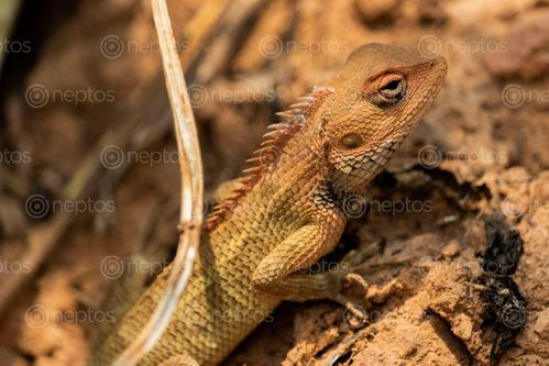 Find  the Image lizard,muddy,soil,enjoying,sun,searching,food  and other Royalty Free Stock Images of Nepal in the Neptos collection.
