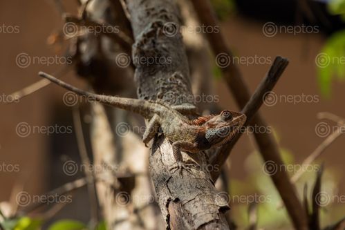 Find  the Image lizard,branch,tree,enjoying,shade  and other Royalty Free Stock Images of Nepal in the Neptos collection.