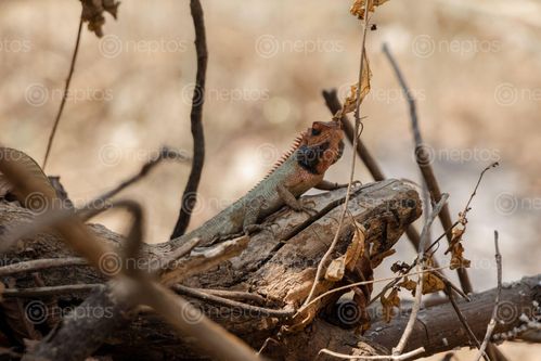 Find  the Image lizard,branch,tree,enjoying,shade  and other Royalty Free Stock Images of Nepal in the Neptos collection.