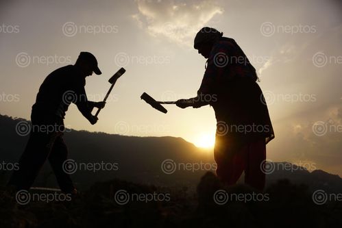 Find  the Image farmer,couple,working,farmland,khokana,nepal  and other Royalty Free Stock Images of Nepal in the Neptos collection.
