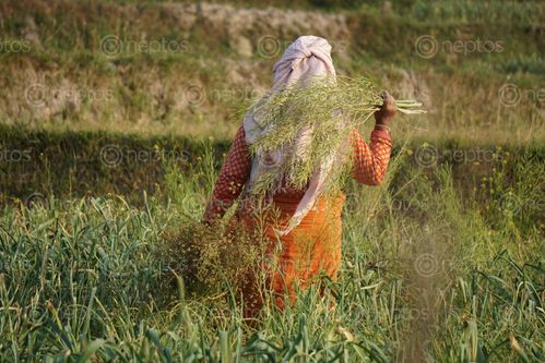 Find  the Image newari,woman,working,farmland,khokana,nepal  and other Royalty Free Stock Images of Nepal in the Neptos collection.