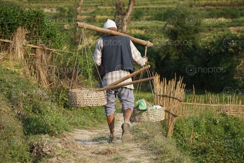 Find  the Image farmer,heading,long,day,work,khokana,nepal  and other Royalty Free Stock Images of Nepal in the Neptos collection.
