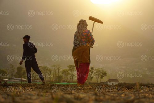 Find  the Image farmers,working,farmland,khokhana,nepal  and other Royalty Free Stock Images of Nepal in the Neptos collection.