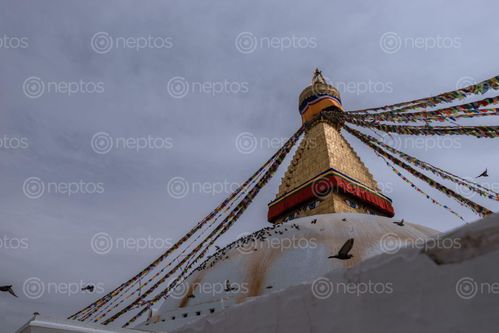 Find  the Image boudhanath,stupa,largest,world,located,kathmandu,nepal,declared,heritage,site,unesco  and other Royalty Free Stock Images of Nepal in the Neptos collection.