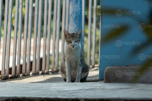 Find  the Image portrait,cat,straight,searching,food  and other Royalty Free Stock Images of Nepal in the Neptos collection.