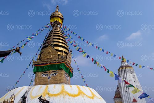 Find  the Image swayambhunath,monkey,temple,located,heart,kathmandu,nepal,declared,world,heritage,site,unesco  and other Royalty Free Stock Images of Nepal in the Neptos collection.