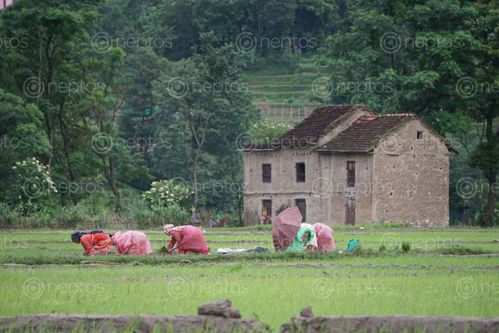 Find  the Image farmers,planting,paddy,khokhana,nepal  and other Royalty Free Stock Images of Nepal in the Neptos collection.