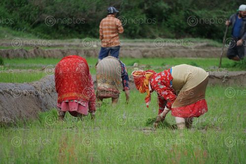Find  the Image women,planting,paddy,khokhana,nepal  and other Royalty Free Stock Images of Nepal in the Neptos collection.